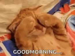 Textgifs hat einige der klassischen guten morgen gif am start, so wie man es früher aus. Guten Morgen Liebe Petra Gifs Get The Best Gif On Giphy