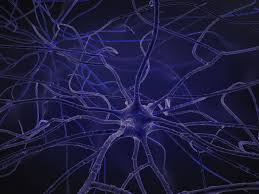 Neurons Inside Brain This Royalty Free 3d Model Or Texture Is Available For Download Now Neurons 3d Model 3d Models Of Neurons On Blen 3d Model Neurons Model