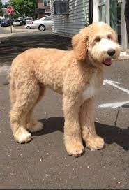 Once Upon A Time Goldendoodles Acres Puppies Dog Haircuts Goldendoodle Haircuts Puppy Grooming