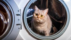 The automatic door lock mechanism is a safety feature included in most washing machine models; The Door Lock Is Fine But My Washer Still Won T Lock Rr Appliance Services