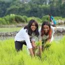 Image result for rice planting festival nepal