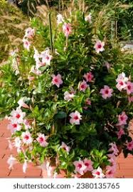 Image result for dipladenie sanderi obrázek