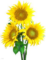 Sunflower Png Image Sunflower Png Sunflower Illustration Art Girl