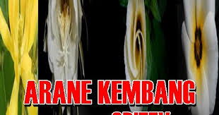 Ari jalma nu beuki pisan kana lada sok disebut …. Arane Kembang Nama Bunga Jenenge Kembang Komplit Pelajaran Bahasa Jawa Sekolah Dasar Islam