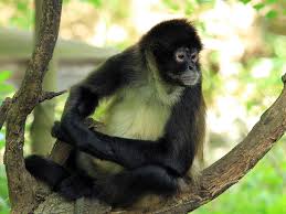 Spider monkeys are among the largest new world monkeys; Spider Monkey Alexandria Zoo