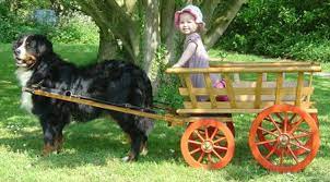 These dogs have roots in the roman mastiffs. Dog Pulling A Produce Cart With Passenger Dogs And Kids Bernese Mountain Dog Bernese Dog