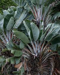 Image result for Strelitzia caudata