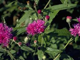 Image result for Vernonia zanzibarensis