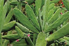 This is what happens : Production Of Spineless Cactus In Brazilian Semiarid Intechopen