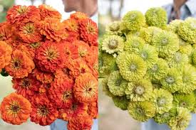 So here it is:you can do two things. Grow Great Zinnias Floret Flowers