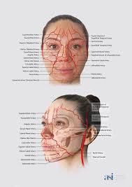 Who can create a digital art overlay of facial muscles and anatomy?