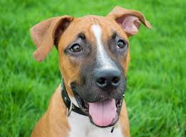 Maybe you would like to learn more about one of these? German Shepherd Pitbull Mix A Complete Owner S Guide All Things Dogs All Things Dogs