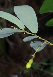 Image result for Monanthotaxis