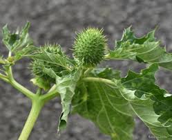 Image result for durman obecný plod