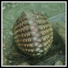 Image result for Tinnea apiculata