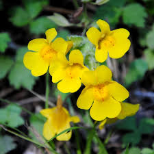 Image result for Monopsis zeyheri