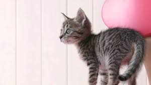 How to properly care for your cat's teeth. How To Brush Your Cat S Teeth Youtube