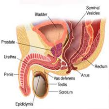 Watchful waiting is a way of monitoring prostate cancer that isn't causing any symptoms or problems. Prostate Cancer Symptoms And Treatment Explained
