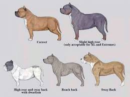 Pin On Pets