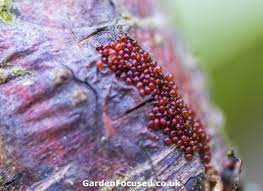 They are only 2 millimetres, round, and appear to be mottled with black and white. Identifying And Treating Apple Pests And Diseases