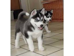 Husky puppy photos of individuals are great, but it's definitely time for some more duos! Husky Puppies For Sale In Florida Petsidi