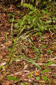 Image result for Scleria bulbifera