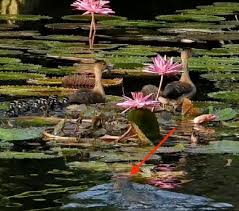 Treasurer brig gen dato' dr t. Lesser Whistling Ducks Call For The Protection Of The 11 Ducklings Bird Ecology Study Group
