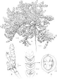Image result for Sarcocornia natalensis