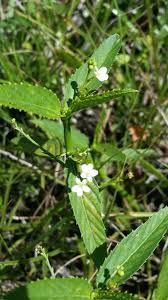 Image result for Caperonia