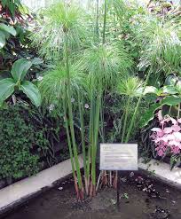 Image result for Cyperus papyrus