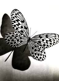 Http Haben Sie Das Gewusst Blogspot Com 2012 07 Kreditkarten Suche Leicht Gemacht Html Black White Butterfly Black And White Pictures Beautiful Butterflies
