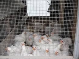 Chicken names can be as traditional or creative as you like. Cleaning And Disinfecting Your Poultry House Cornell Small Farms