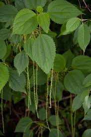 Image result for Boehmeria macrophylla