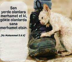 Dilek Eridi Adli Kullanicinin Hz Muhammed S A V Hadisler Panosundaki Pin Hayvan Sozleri Hayvan Hayvan Haklari