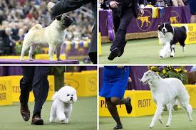 He was chosen as the 2018 reserve best in. Westminster Dog Show 2018 Flynn Is Best In Show The New York Times