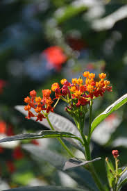 7 Stunning Flowers That Attract Butterflies To Your Garden Attract Butterflies Flowers For Butterflies Flowers That Attract Butterflies