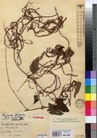 Image result for Dioscorea hirtiflora