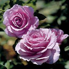 We did not find results for: Fragrant Lavender Simplicity Hedge Rose Jackson Perkins