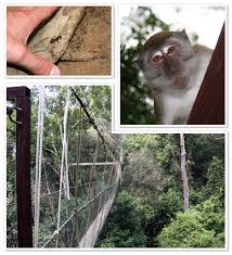 Taman negara is the oldest rain forrest in the world and well protected but the buffer forrest around less well. Taman Negara National Park Wonderful Malaysia