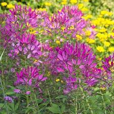 Spider Plant Seeds Cleome Hassleriana 50seeds In Frozen Etsy White Flower Farm Cleome Flowers Flower Seeds