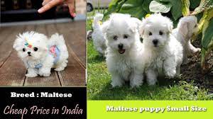 Adopt a rescue dog through petcurious. Toy Breed Maltese Puppies For Sale In India Best Price Galiff Street Pet Market Pet Shop Delhi Youtube