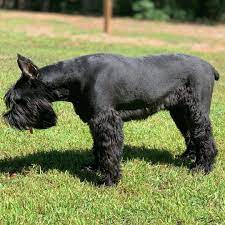 Pin On Dogs