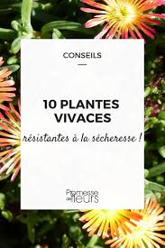 Plante vivace de soleil, hybride (a.clypeolata x a.taygetea), aux larges ombelles plates jaune citron assez vif, feuillage gris argent, découpé, non drageonnant. 10 Plantes Resistantes A La Secheresse Pour Jardin Sans Arrosage