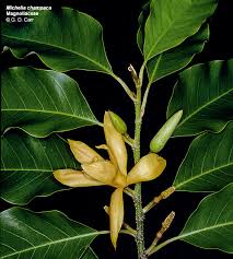 Image result for Magnoliaceae