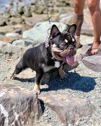 Brindle Black And Brown French Bulldog French Bulldog Stud Services Frenchieforsale Frenchie4sale Frenchbulldogforsale Frenchbulldog French Bulldog Stud French Bulldog Puppies Bulldog Puppies