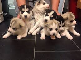 You can adopt a siberian husky for adoption from a shelter or you can get one through an online site that specializes in siberian husky puppies for adoption. Siberian Husky Puppies Pet Dog Puppies For Sale In West Suffield Ct A00001 Siberian Husky Puppies Pet Dogs Puppies Pets