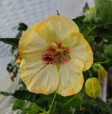 Image result for Abutilon