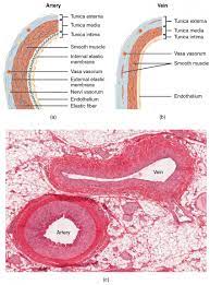 Structure And Function Of Blood Vessels Anatomy And Physiology