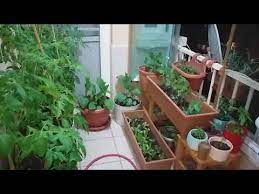 Örneğin alçak dondurma kapları, küçük sarelle kutuları olukyor kırmızı biber, patlıcan yetiştirenleriniz vardır, bunlar için ise en ideal saksı 1.8 litrelik küçük saksılar birer tane olmak. Balkonda Sebze Yetistirmek Youtube