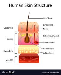 human skin structure